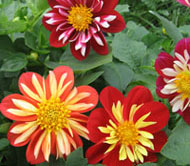 fleurs annuelles - Dahlia Harlequin Mixture